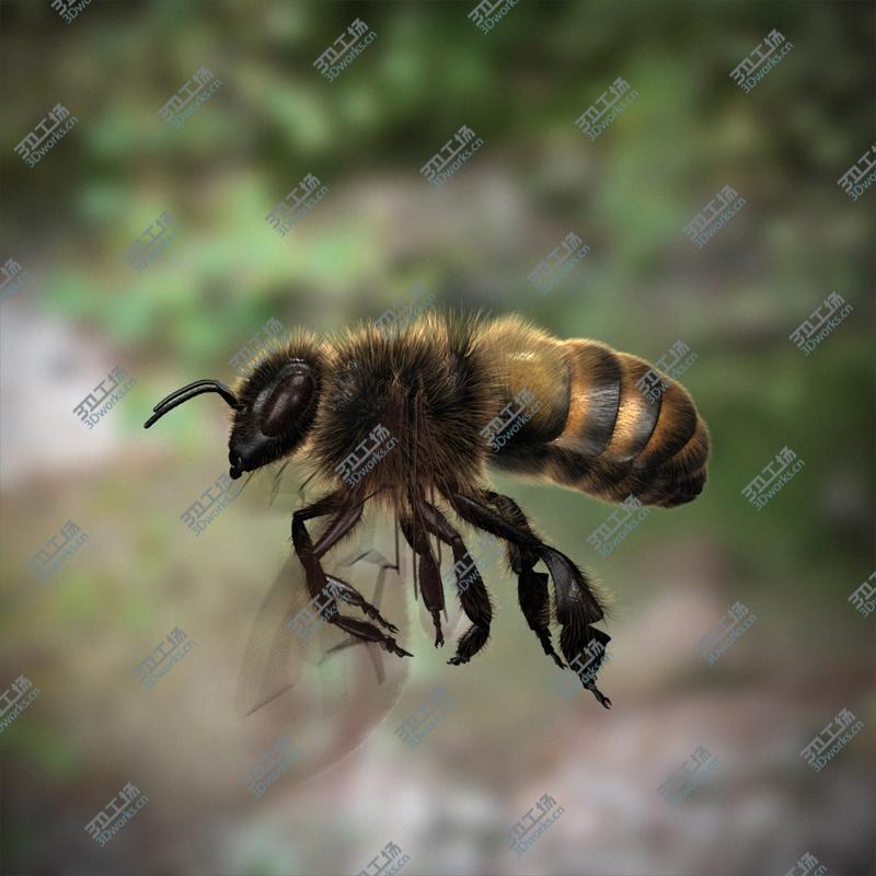 images/goods_img/2021040163/Honeybee (RIGGED AND ANIMATED)/4.jpg